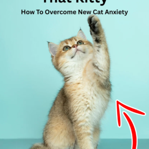 HOW TO OVERCOME NEW KITTY ANXIETY