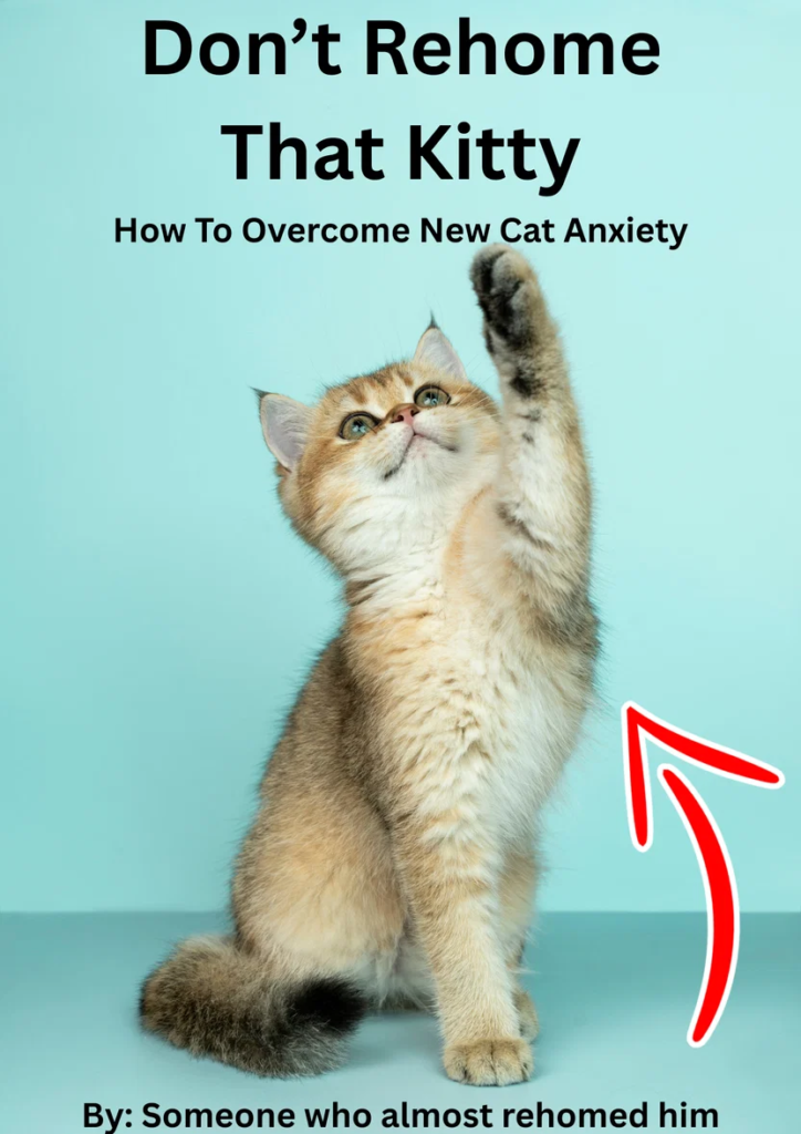 HOW TO OVERCOME NEW KITTY ANXIETY